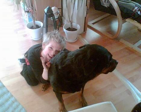 Rottweiler Jutlans Sandra (AFLIVET)  - sandra og mikkel. sødt ikk...? billede 5