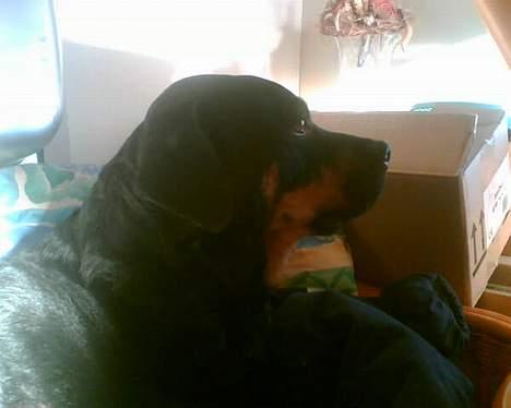 Rottweiler Jutlans Sandra (AFLIVET)  - jeg gider ikk blive taget billeder af nu billede 6