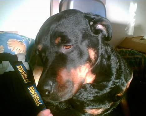 Rottweiler Jutlans Sandra (AFLIVET)  - er hun ikk bare fin? billede 7