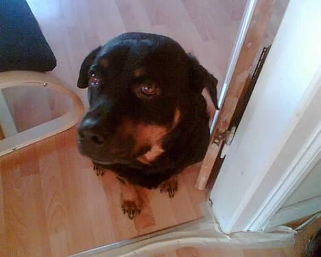 Rottweiler Jutlans Sandra (AFLIVET)  - nu igen? billede 8