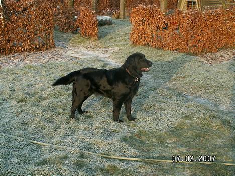 Flat coated retriever Bellis - Hvil i Fred - Smukke Bellis <33 billede 1