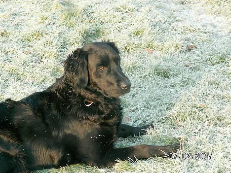 Flat coated retriever Bellis - Hvil i Fred - Bellis på en frost dag :) billede 2