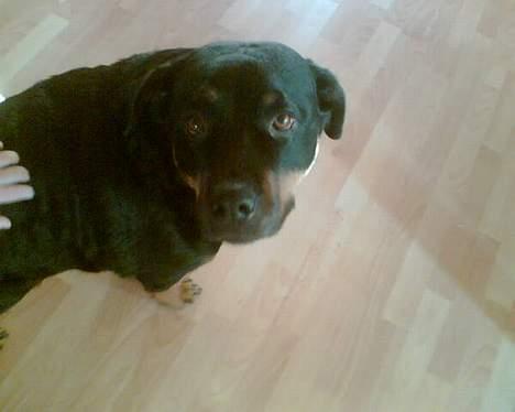 Rottweiler Jutlans Sandra (AFLIVET)  - jeg kigger nu billede 9