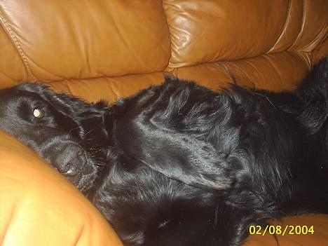 Flat coated retriever Bellis - Hvil i Fred - Må jeg ikk det her? Arj det må du gooodt nok undskylde. billede 3