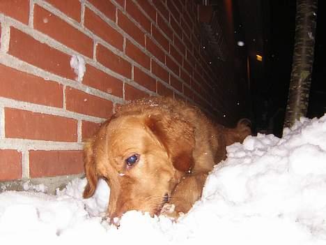 Golden retriever Simba billede 1