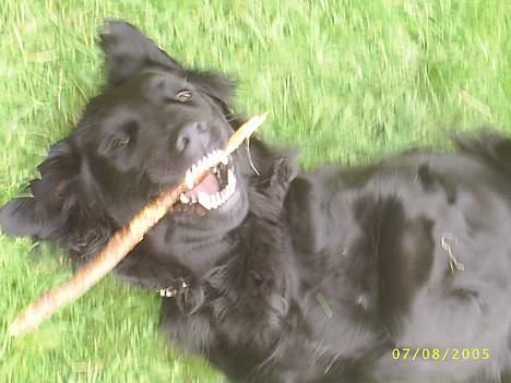 Flat coated retriever Bellis - Hvil i Fred - "Wraaaaa!" Se hvor farlig jeg er! billede 4