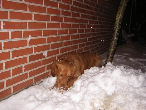 Golden retriever Simba billede 2