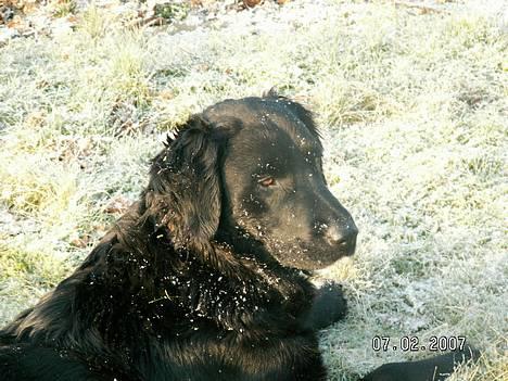 Flat coated retriever Bellis - Hvil i Fred - Bellis <3 billede 5