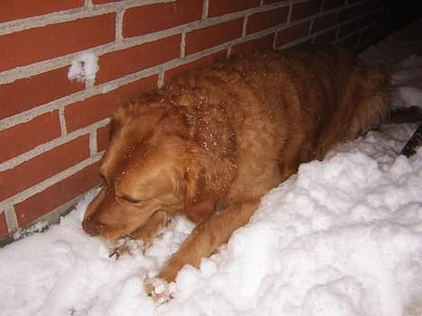 Golden retriever Simba billede 3