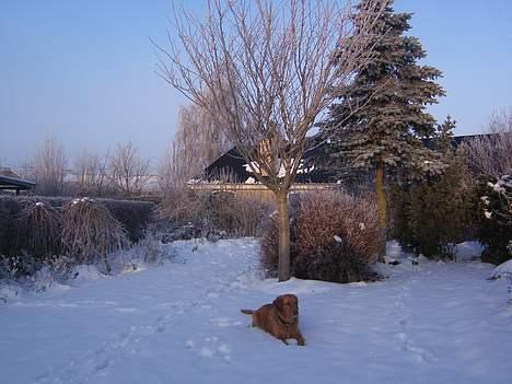 Golden retriever Simba billede 4