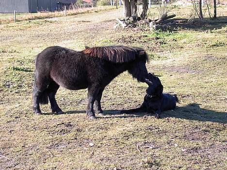 Flat coated retriever Bellis - Hvil i Fred - Vores gamle shetlands hingst, Lukas og Bellis. De var simpelt hen de bedste venner. billede 6