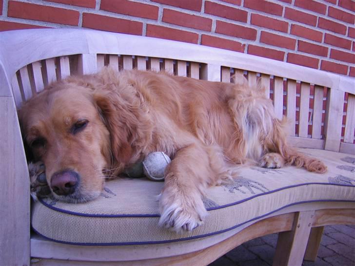 Golden retriever Simba billede 5