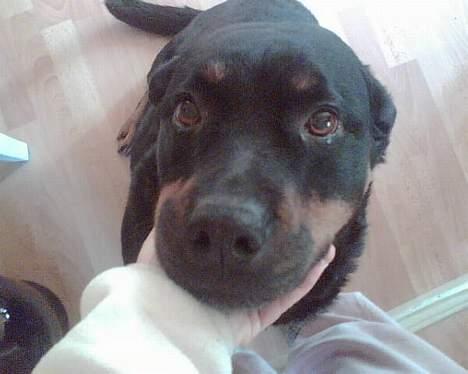 Rottweiler Jutlans Sandra (AFLIVET)  - hej med jer billede 10