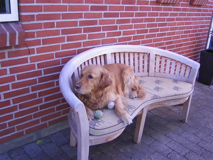 Golden retriever Simba billede 6