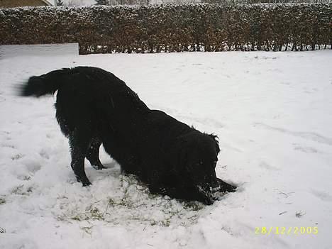 Flat coated retriever Bellis - Hvil i Fred - Meget vinterglad hund! billede 7