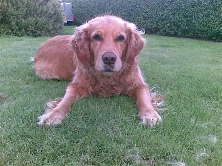 Golden retriever Simba billede 7