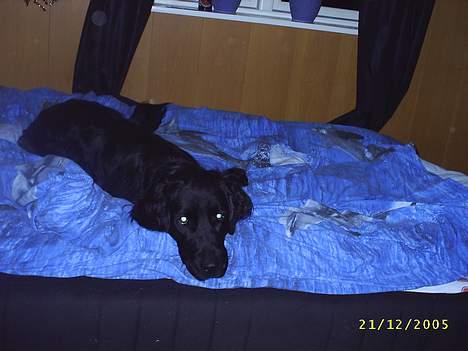 Flat coated retriever Bellis - Hvil i Fred - Arj, nu er jeg i sengen igen.. :D billede 8
