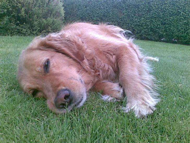 Golden retriever Simba billede 8