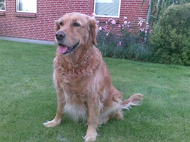 Golden retriever Simba billede 9