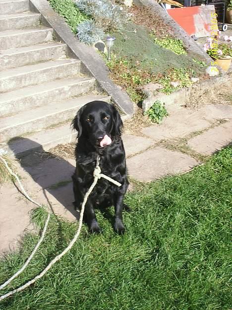 Flat coated retriever Bellis - Hvil i Fred - Lidt kikset billed, men hun er nu smuk og sjov! billede 9