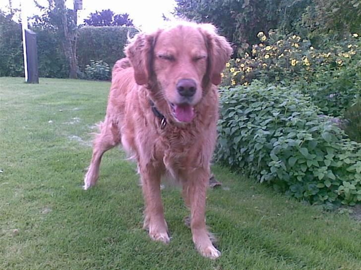 Golden retriever Simba billede 10