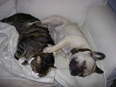 Fransk bulldog Sashimi - Sashimi flader ud med sin bedste ven Lui billede 2