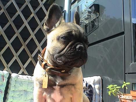 Fransk bulldog Sashimi - Sashimi som baby billede 3