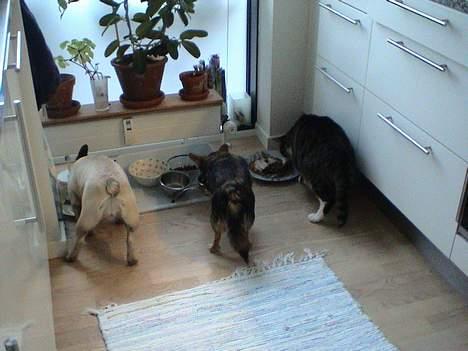 Fransk bulldog Sashimi - så er det madtid billede 4