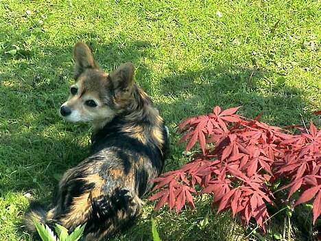 Blanding af racer paloma - paloma min chiuauablanding Sashimis veninde billede 1