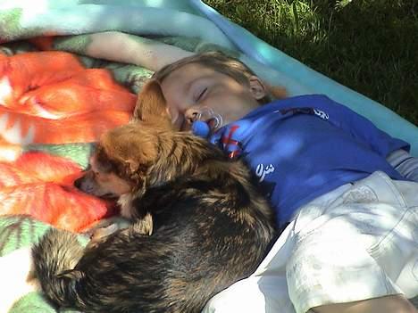 Blanding af racer paloma - Paloma og Andre billede 2