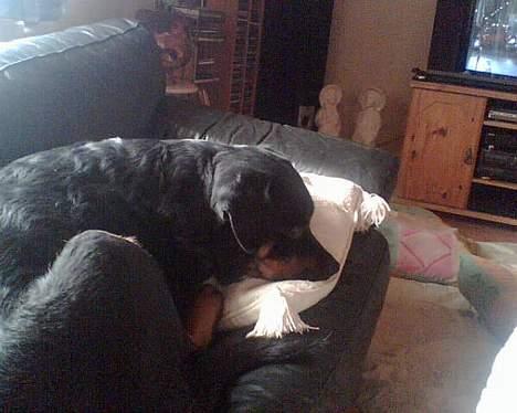 Rottweiler Jutlans Sandra (AFLIVET)  - jeg tager lige en lur på sofaen billede 11