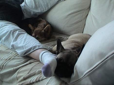 Blanding af racer paloma - paloma og Sashimi snorker billede 4