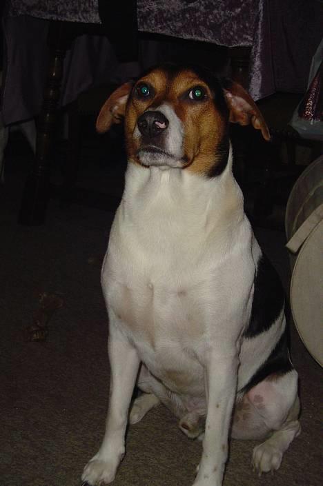 Dansk svensk gaardhund Kvik - Kan godt se overlegn ud billede 5