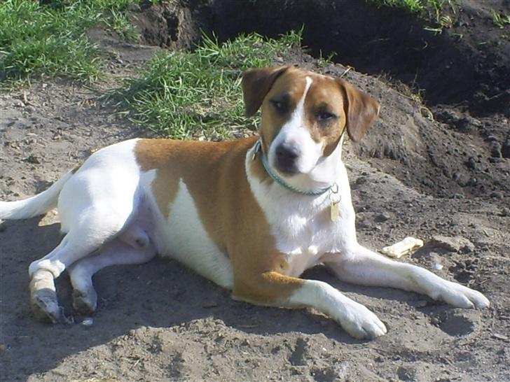 Blanding af racer Bacardi :)  - puha man bliver træt af at grave  billede 5