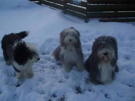 Bearded collie Jason billede 15