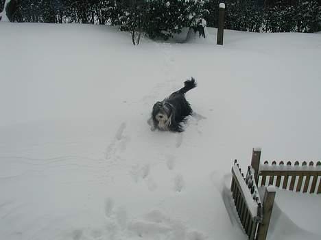 Bearded collie Jason billede 16