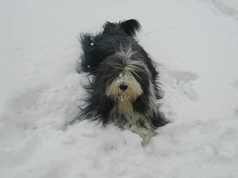 Bearded collie Jason billede 17