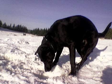 Labrador retriever Mille billede 18