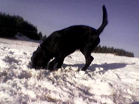 Labrador retriever Mille - Mille fanger mus under sneen. billede 19