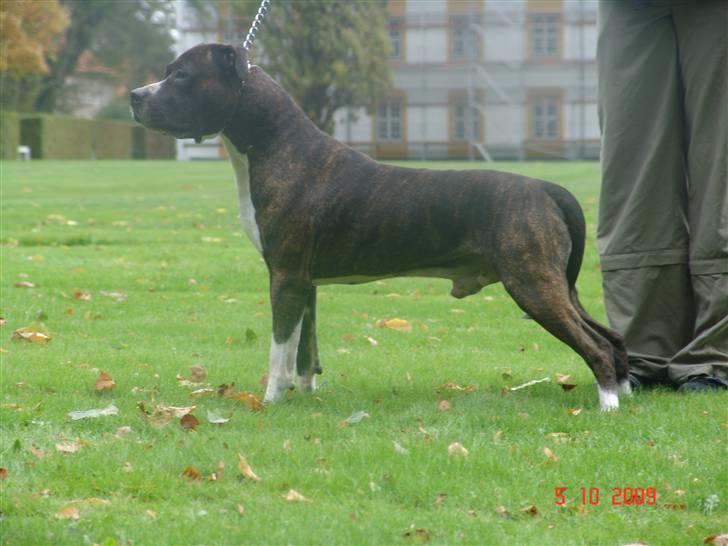 Amerikansk staffordshire terrier Jack (2004-2017)  billede 1