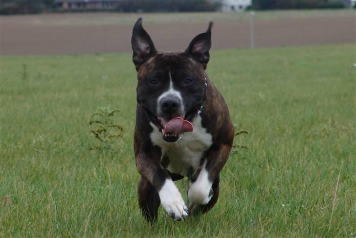 Amerikansk staffordshire terrier Jack (2004-2017)  billede 2
