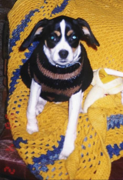 Dansk svensk gaardhund Pelle - MOOOOAAARRR!!!! .......Den klør!!! billede 1