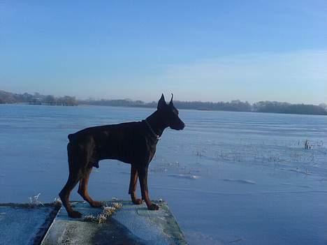 Dobermann Nagan *død* - jah... en god udsigt billede 19