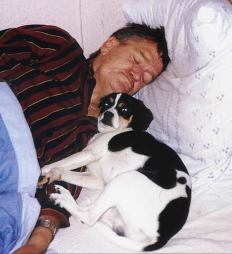 Dansk svensk gaardhund Pelle - .........far? .......Far? .....FAR??? ....Jeg tror mor vil have at vi står op nu? billede 3