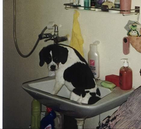 Dansk svensk gaardhund Pelle - ÅÅÅÅÅÅÅÅHHHH, NEEEJ!!!! Er det allerede tid til et bad igen? billede 4