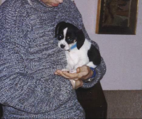 Dansk svensk gaardhund Pelle - Sidder og putter hos min "storebror"! billede 5