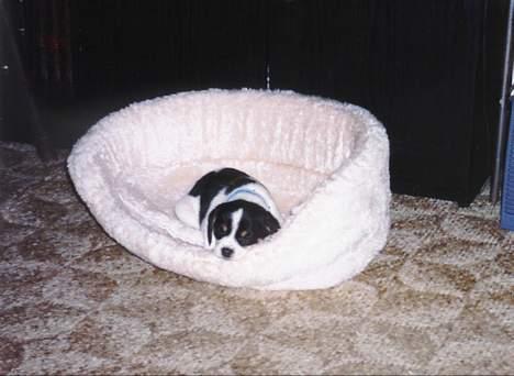 Dansk svensk gaardhund Pelle - Er der noget så skønt som at slappe af i sin bløde lune kurv? billede 6