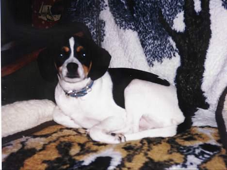 Dansk svensk gaardhund Pelle - ......Er det din stol? .....Det må du meget undskylde, ....min fejl!  billede 7