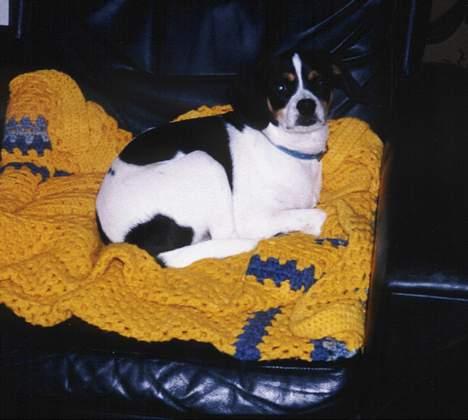 Dansk svensk gaardhund Pelle - Come on!!!! ....er det her også din stol? ......Yeah, get real? ...Okay, men den er min nu!!! billede 8