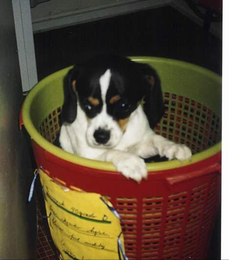 Dansk svensk gaardhund Pelle - NEEEEEEEEEEJ, jeg er ikke vasketøj, ......det er mig Pelle, .....jeg vil ikke vaskes i vaskemaskinen!!!  billede 9